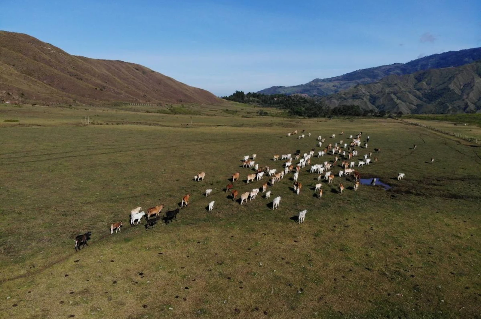 Rebanho no pasto, visto de cima